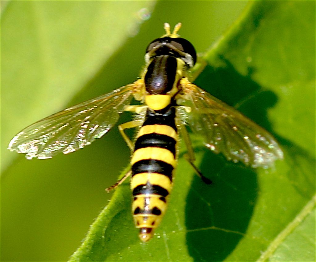 Sphaerophoria cfr. scripta,  femmina
